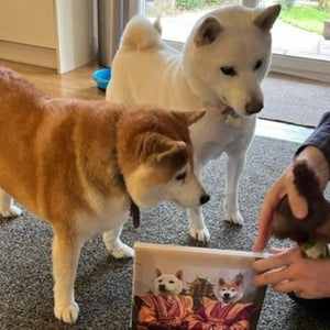 Standard Gift Set (Costume Themes) - Paw & Glory - Dog Portraits - Pet Portraits