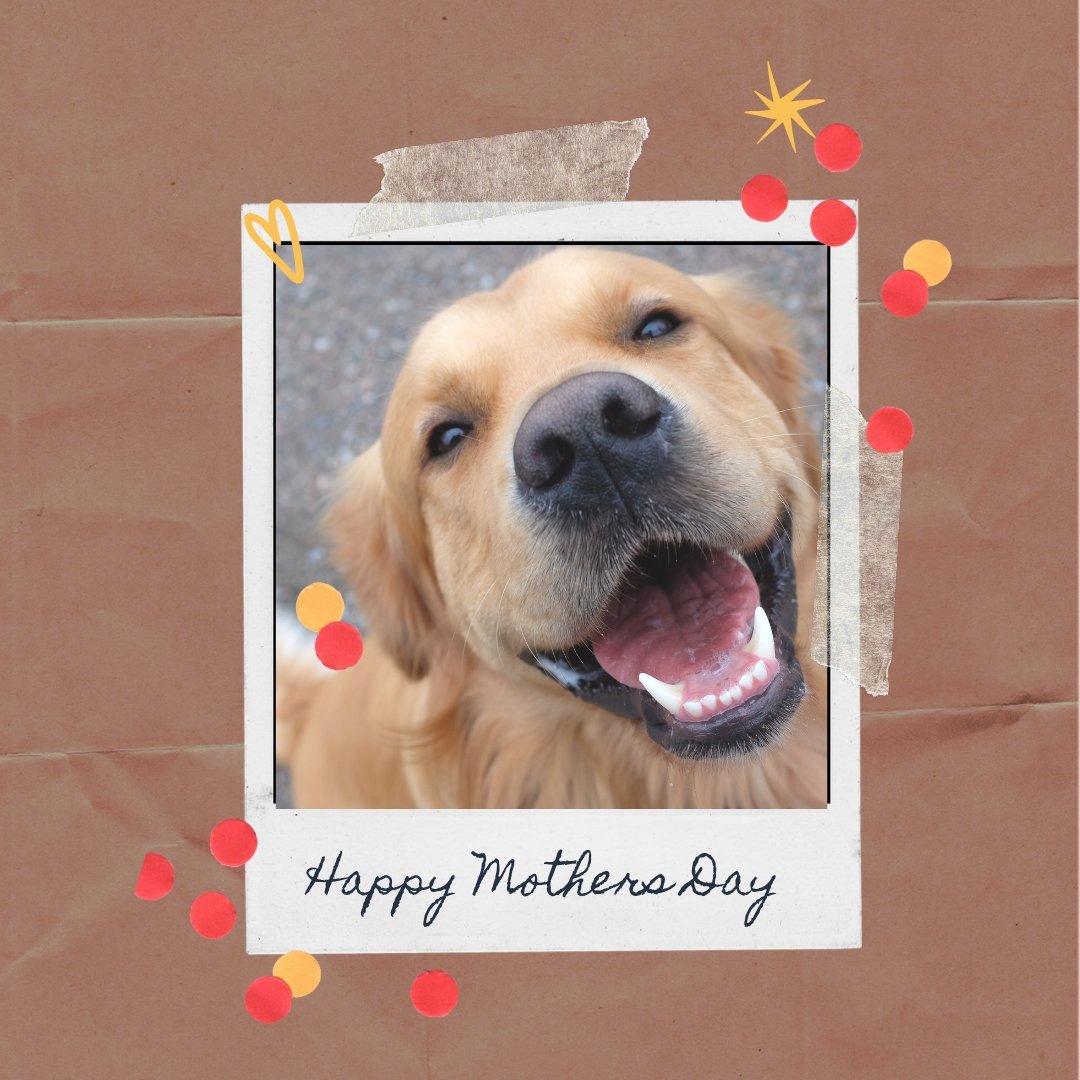 10 Fun Mother's Day present ideas for pet lovers