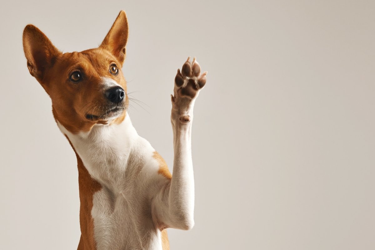 40 Funny dog quotes to make dog owners laugh till they cry
