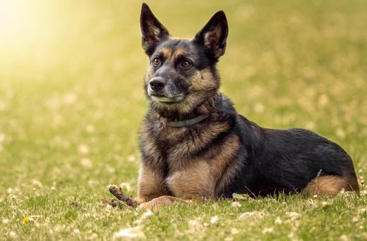 Personalised Dog Blanket Ideas: 5 Design Concepts for Dog Lovers