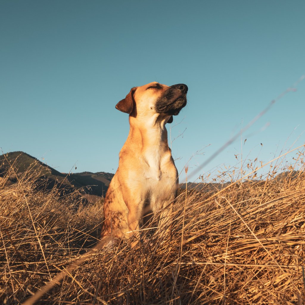 5 custom-made pet portraits bestsellers