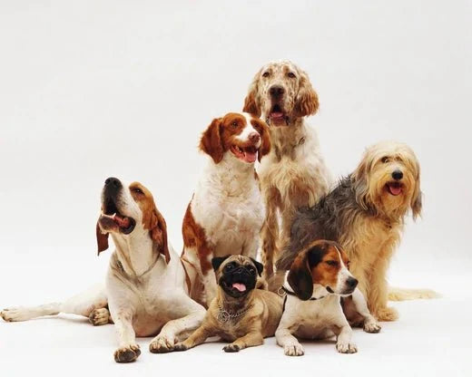 5 Custom Pet Art Ideas for Your Home or a Thoughtful Gift