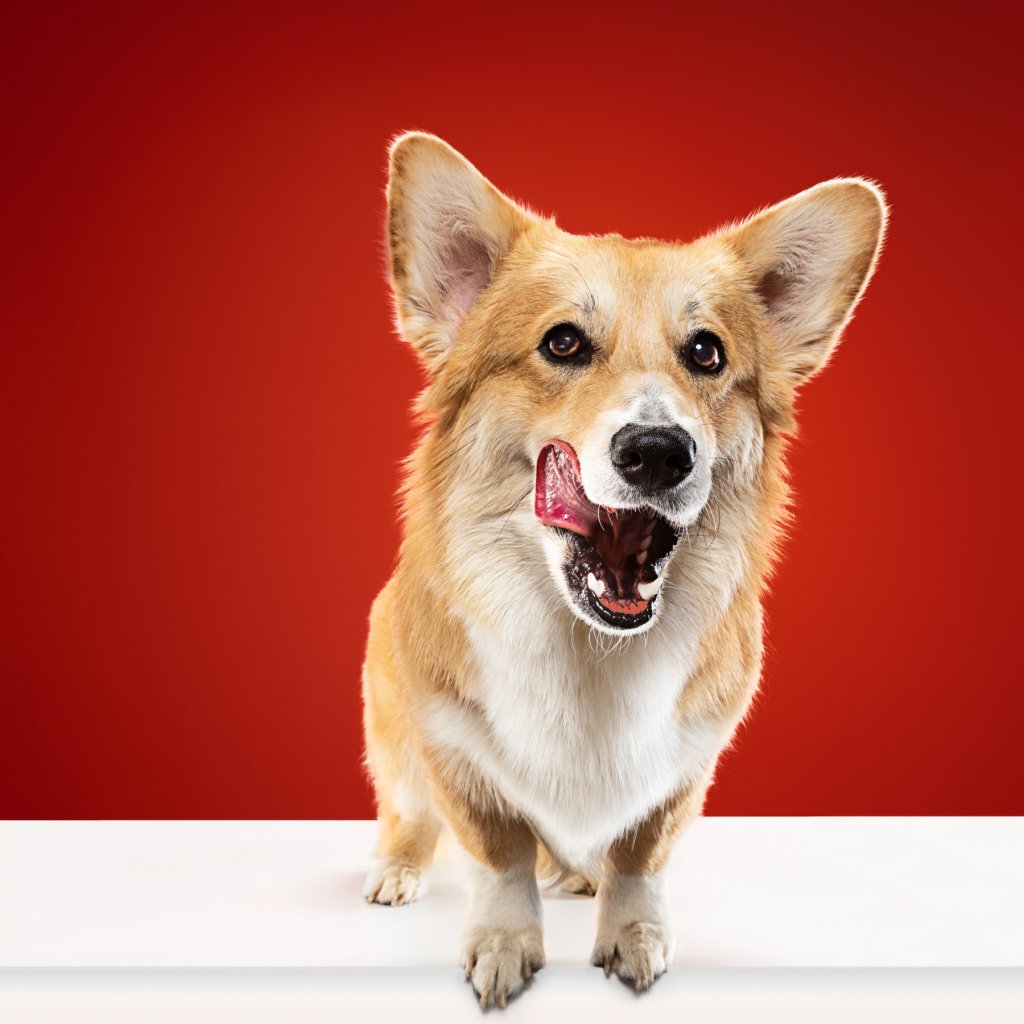 5 special pet portraits for you