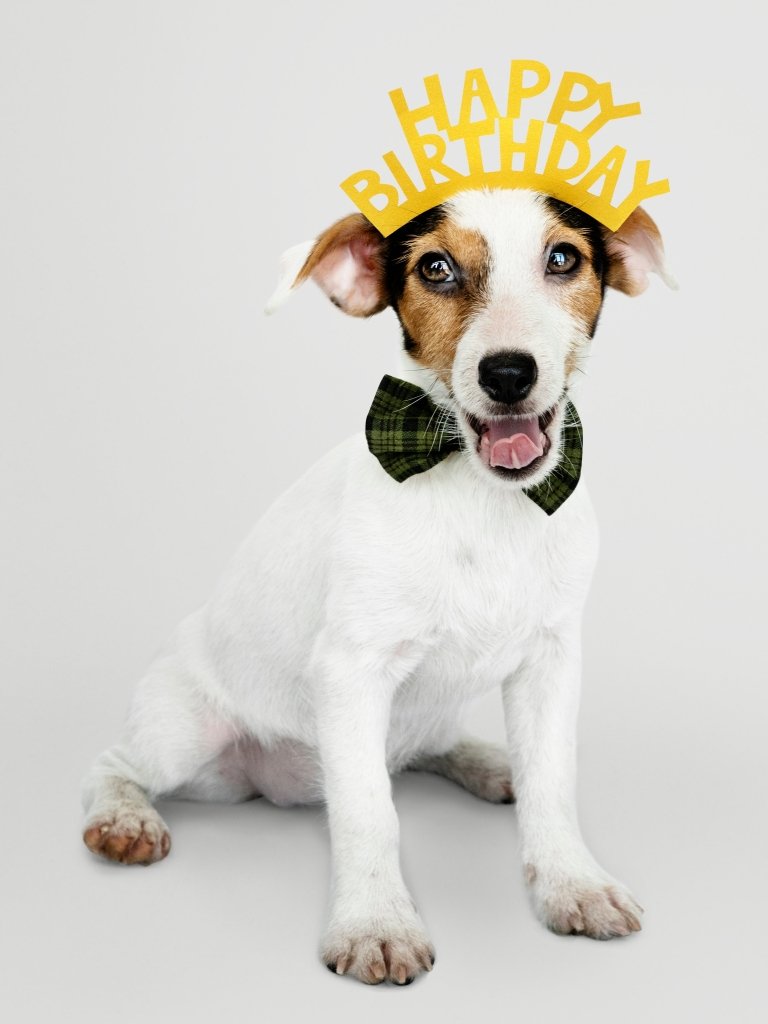 5 Ways To Mark Your Pets Birthday