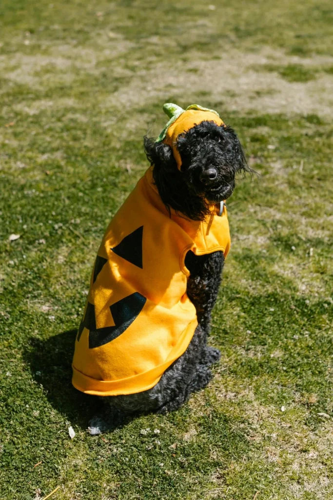 Halloween Dog Portrait Photo Guide: Pose, Expression and Detail