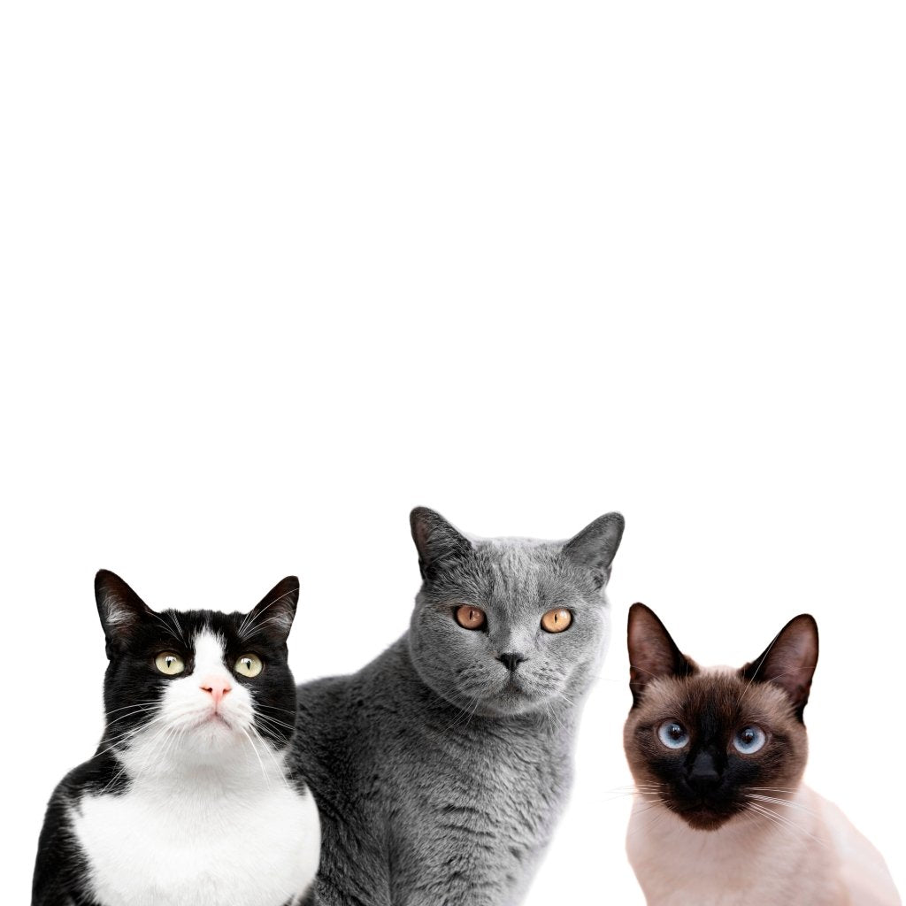 A Pet Portrait: A Beautiful Tribute to Honor Your Beloved Fur Baby