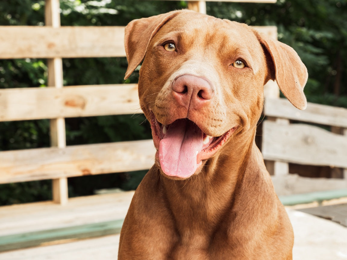 Why Likeness Matters More Than Style in a Custom Pet Portrait