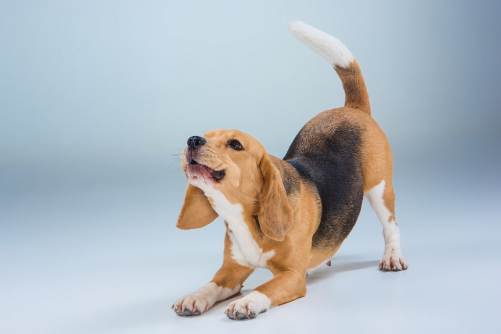 Amusing Pet Portraits