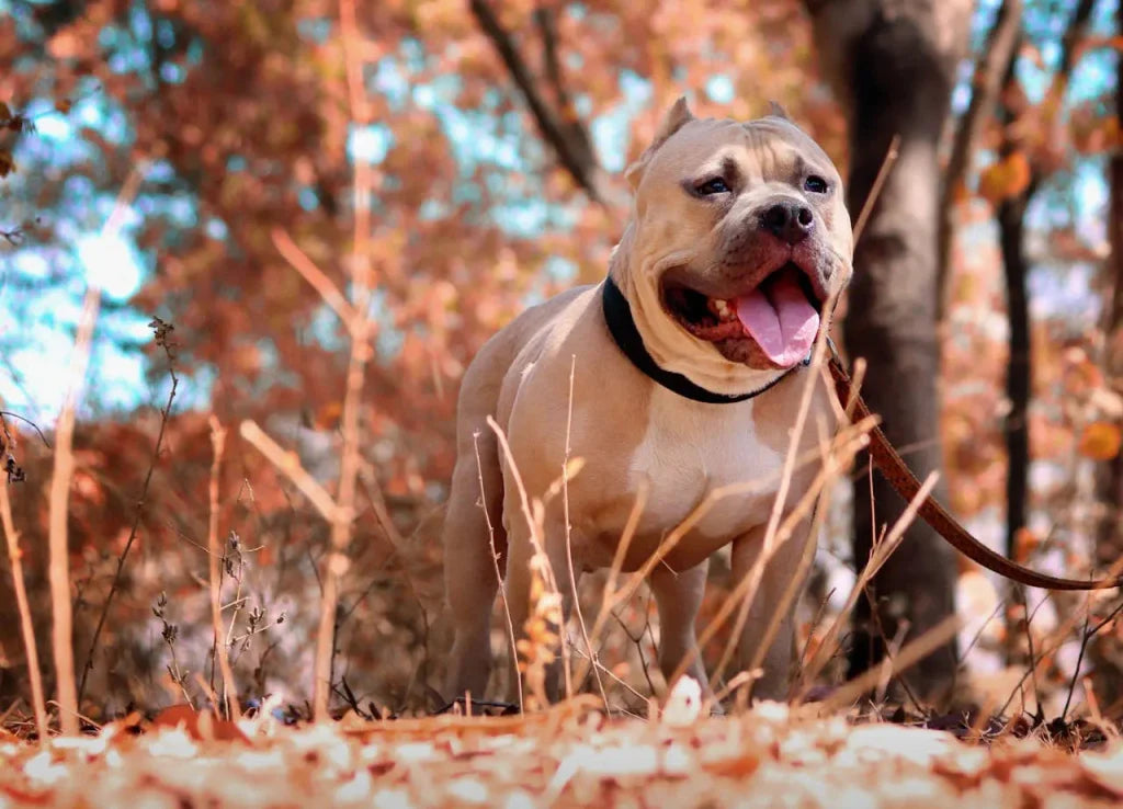 Autumn Dog Portrait Decor: How to Style Pet Art for the Season