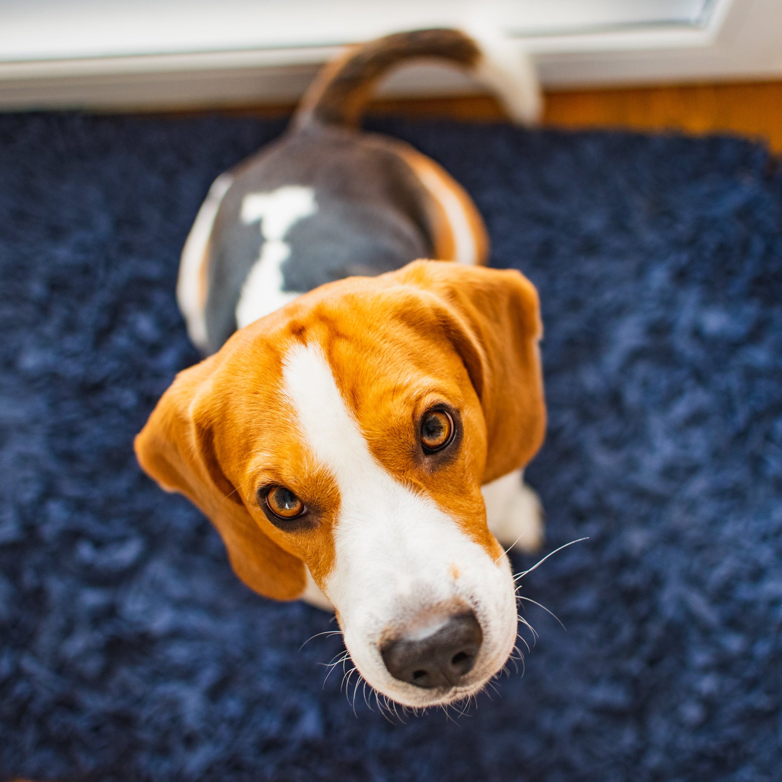 Pet Portrait Headshot or Full Body? Which Crop Works Best?