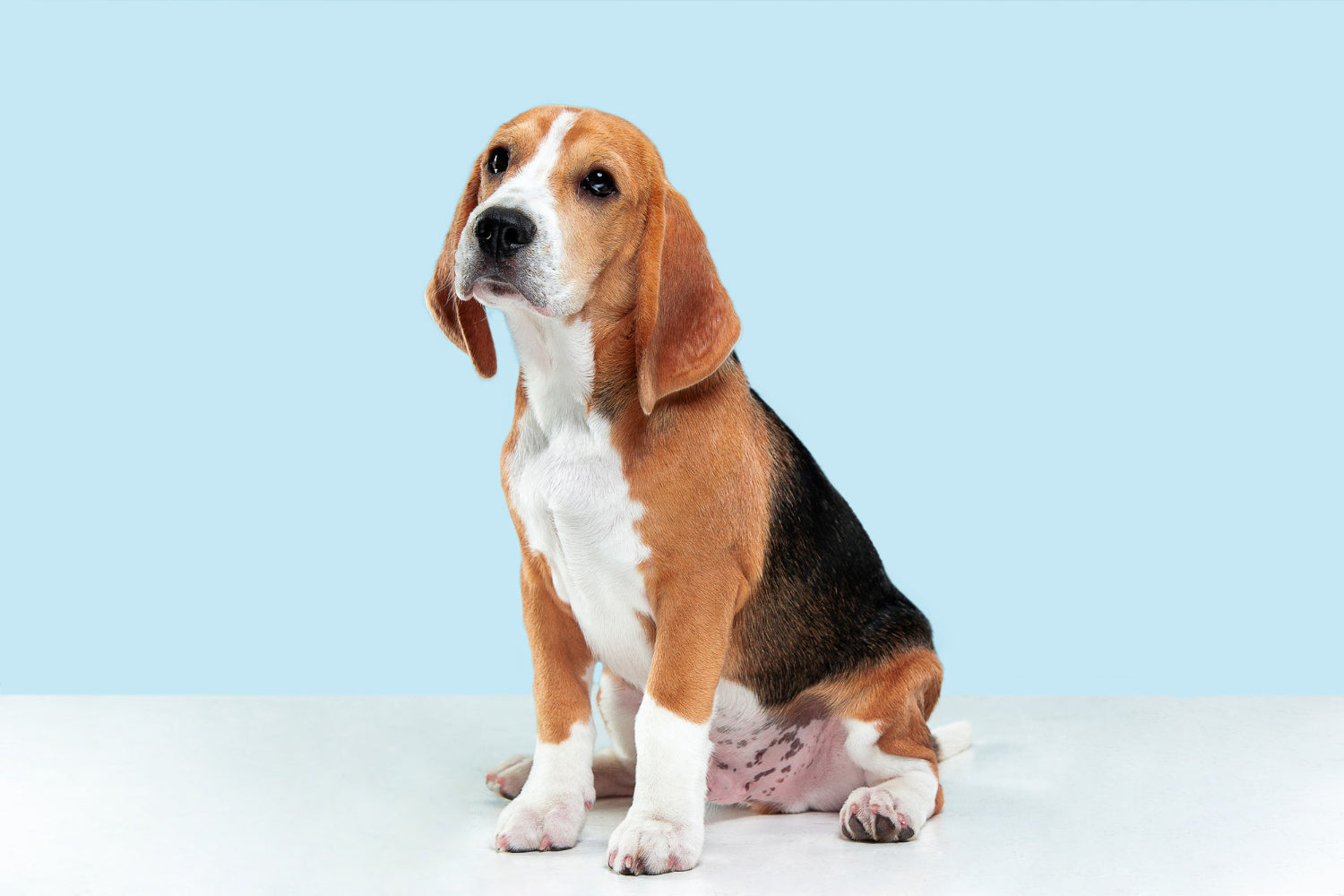 Dog Photos in Busy Places: 7 Background Problems to Avoid