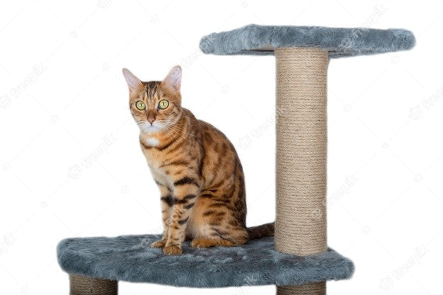 Gifts for Cat Dads USA: Personalized Ideas for the Man Ruled by a Cat