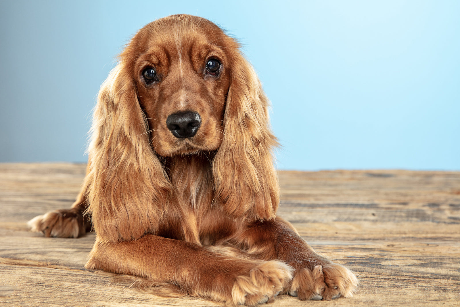 Pet Portraits for Long-Haired Dogs and Cats: Photo Tips for Clear Fur Detail