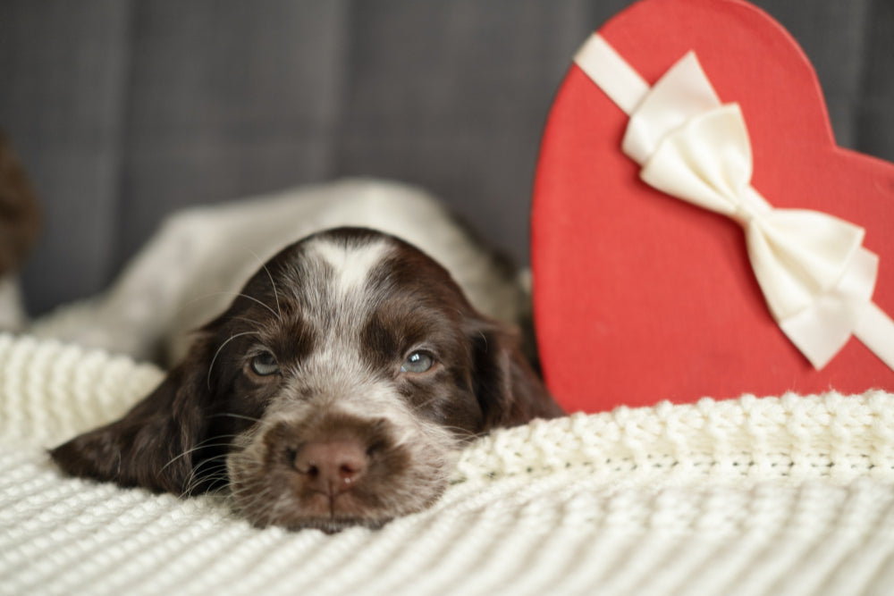 Valentine’s Day Gift for a Dog Dad: Personalised Pet Portrait Ideas