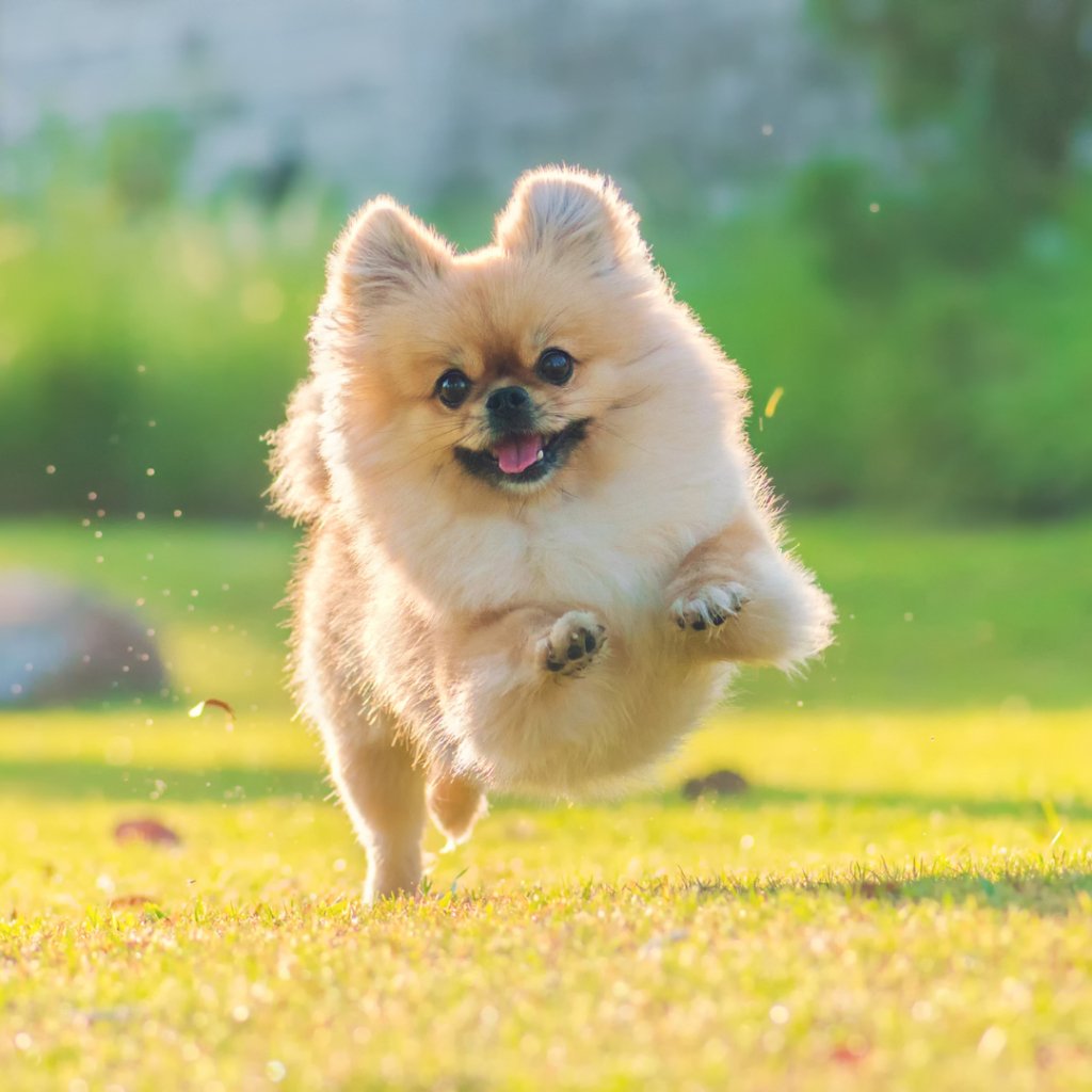 Canvas Creations: Immortalize Your Beloved Pet in Artistic Splendor