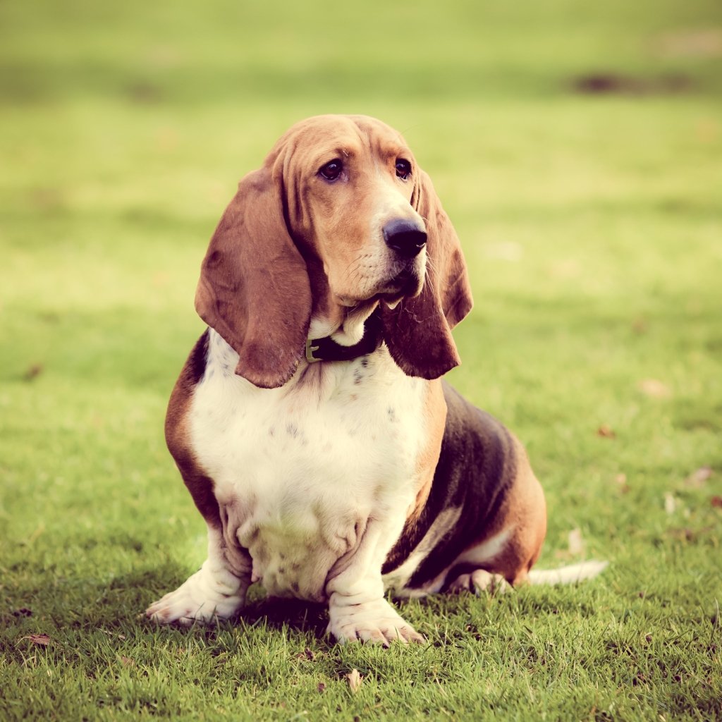 Capturing the Love: Exploring Different Types of Pet Portraits