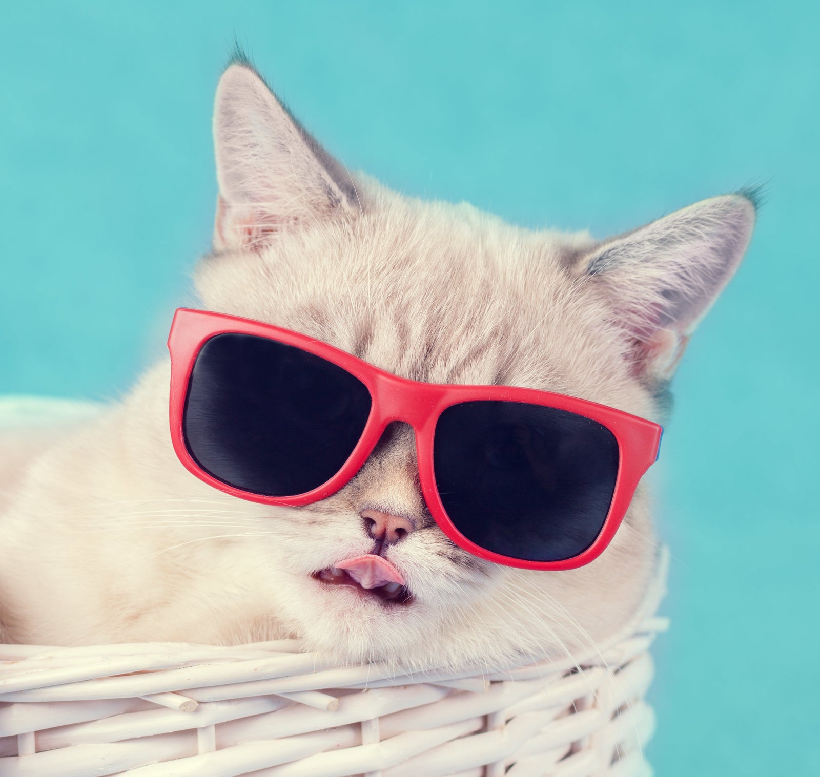 Gifts for Cat-Loving Friends USA: Personalized Ideas Without the Cat Clichés