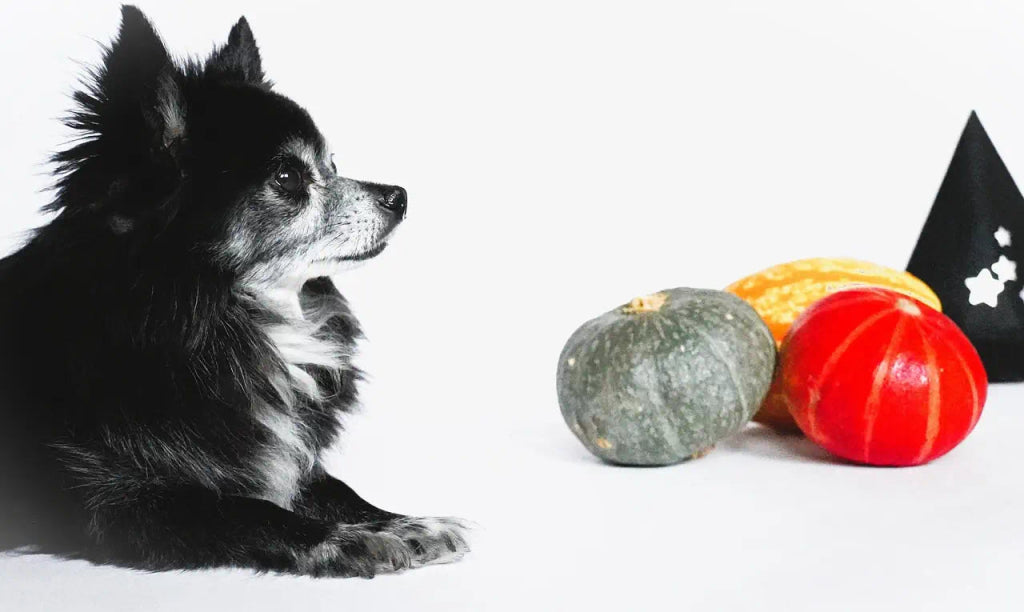 Celebrate Halloween with a Custom Portrait of Your Pet in Costume