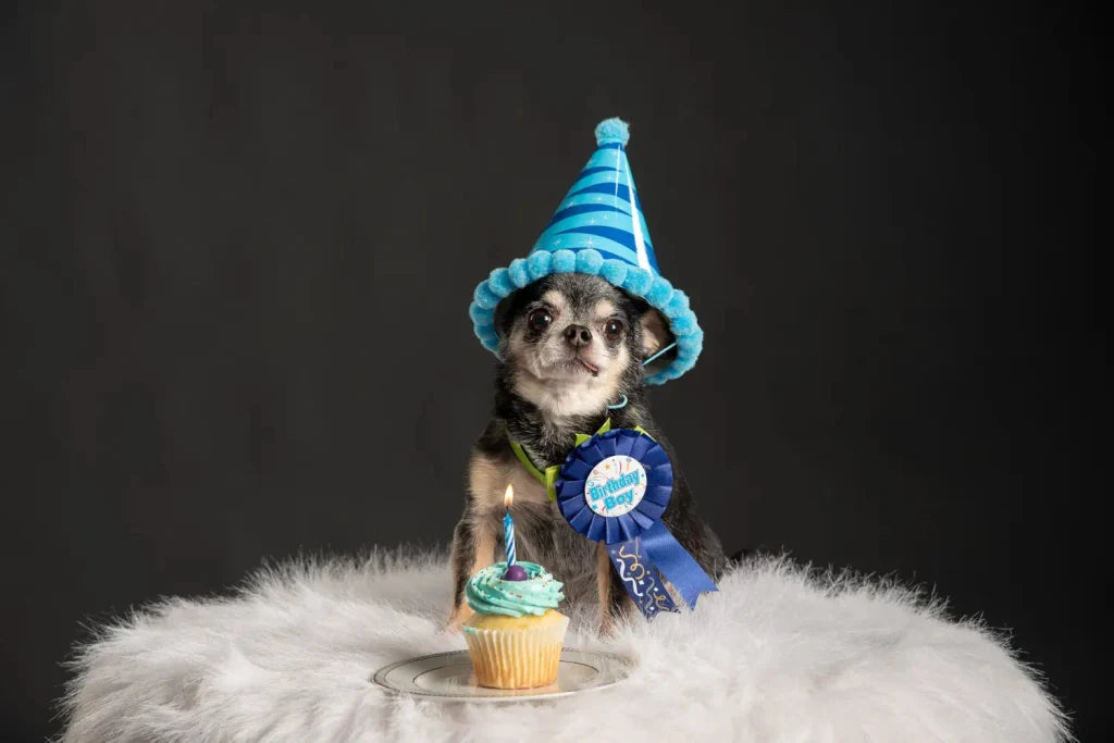 Halloween Pet Portrait: Costume Photo or Normal Photo?