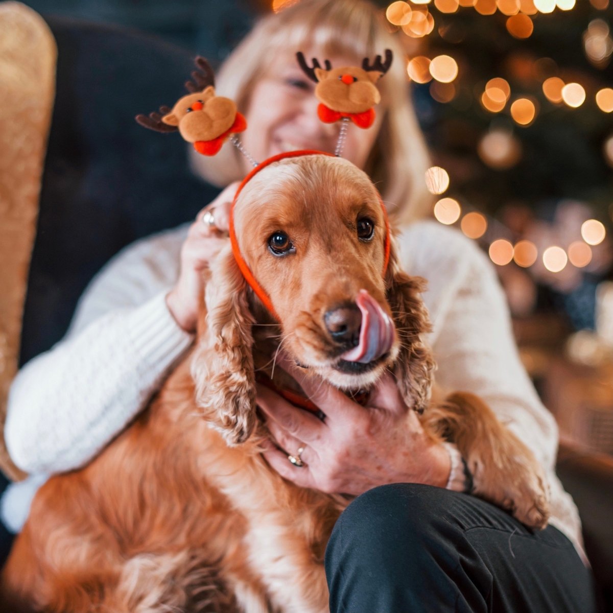 Christmas Gift Ideas For Your Pet