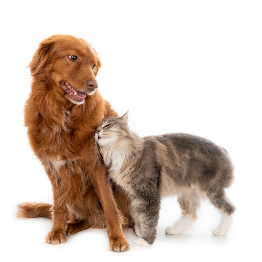 Cocooned in Cuteness: Embrace a Restful Night with Custom Pet Blankets