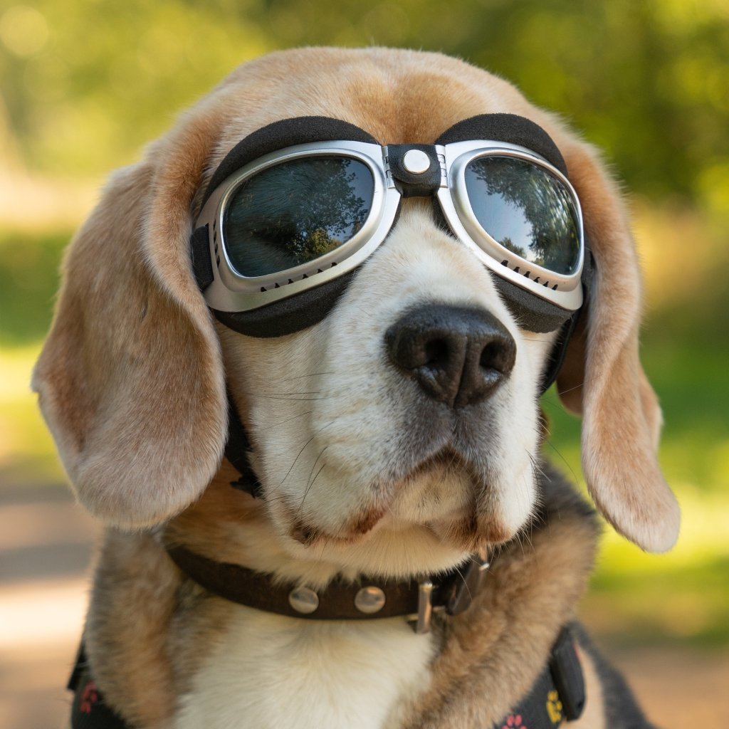 Custom Pet Pillows: How to Choose a Design That Feels at Home