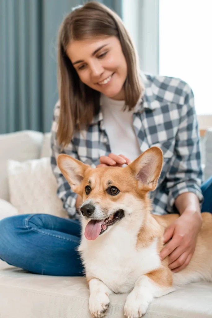 National Service Dog Month: What It Is & How to Show Respect