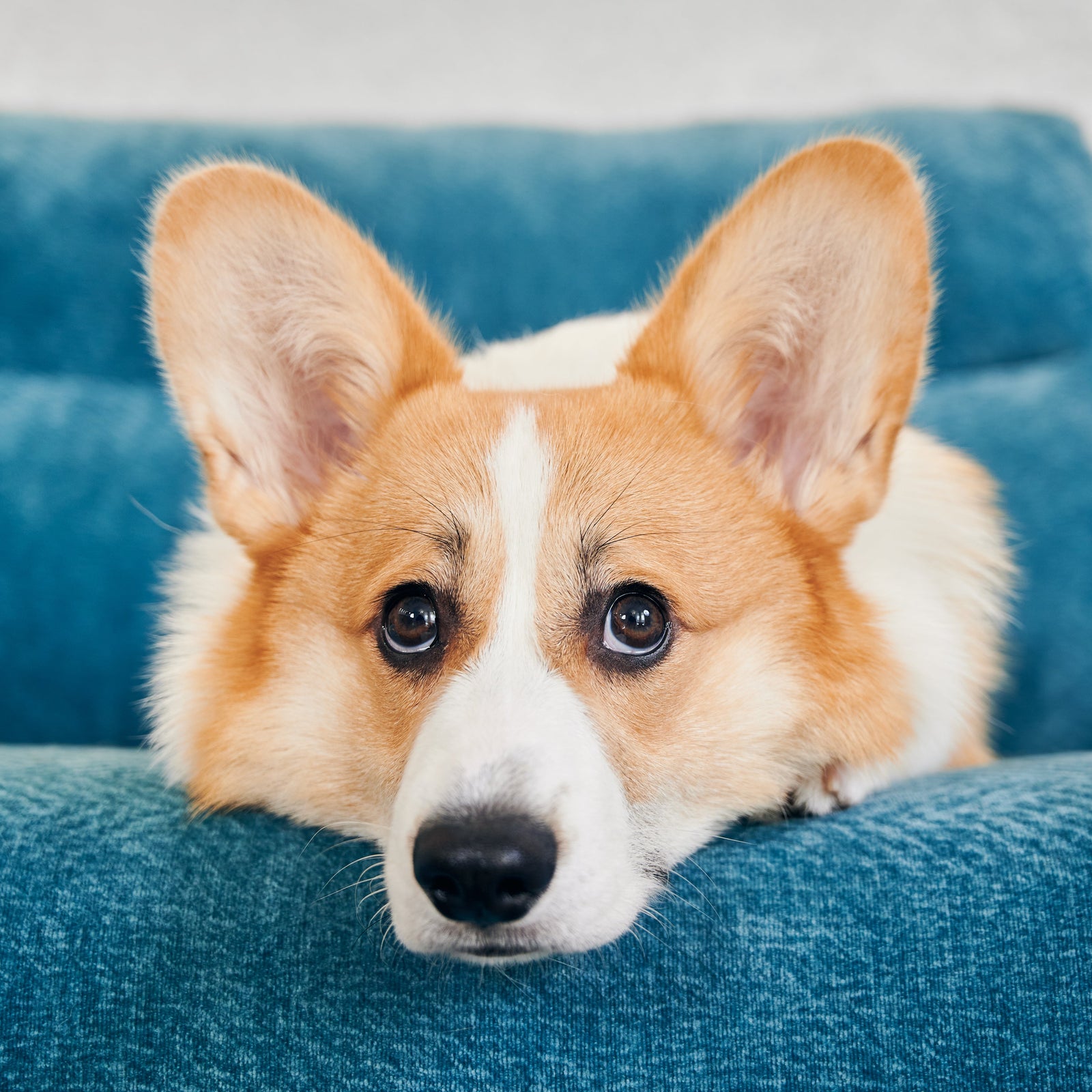 Bonfire Night With Dogs: A Calm UK Photo & Memory Guide