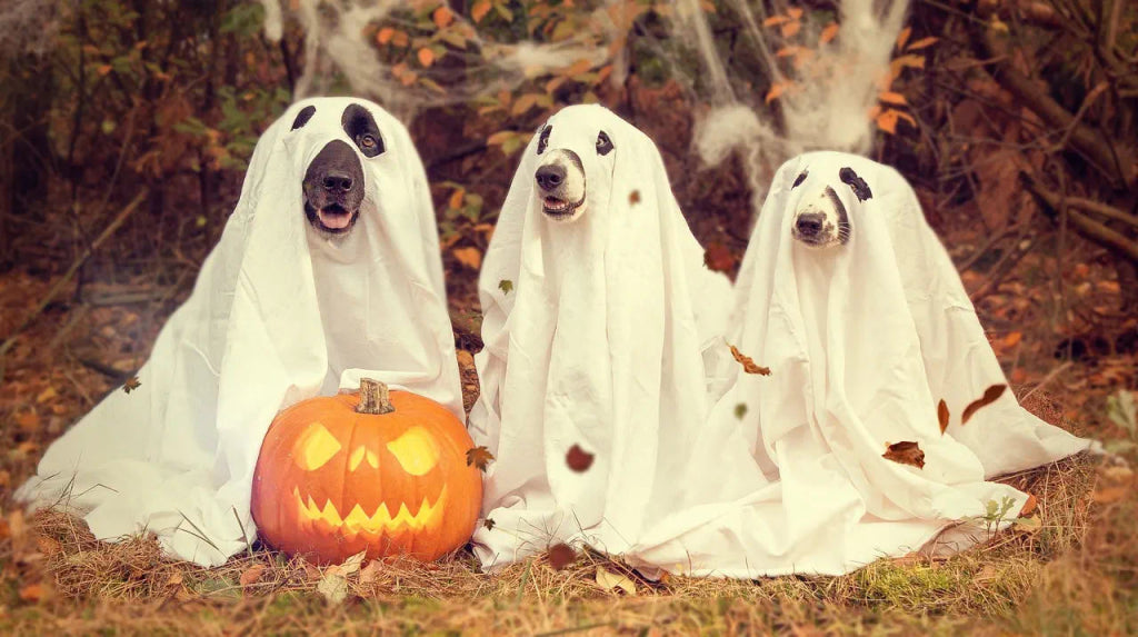 Create a Spooky Halloween-Themed Pet Portrait to Celebrate the Season