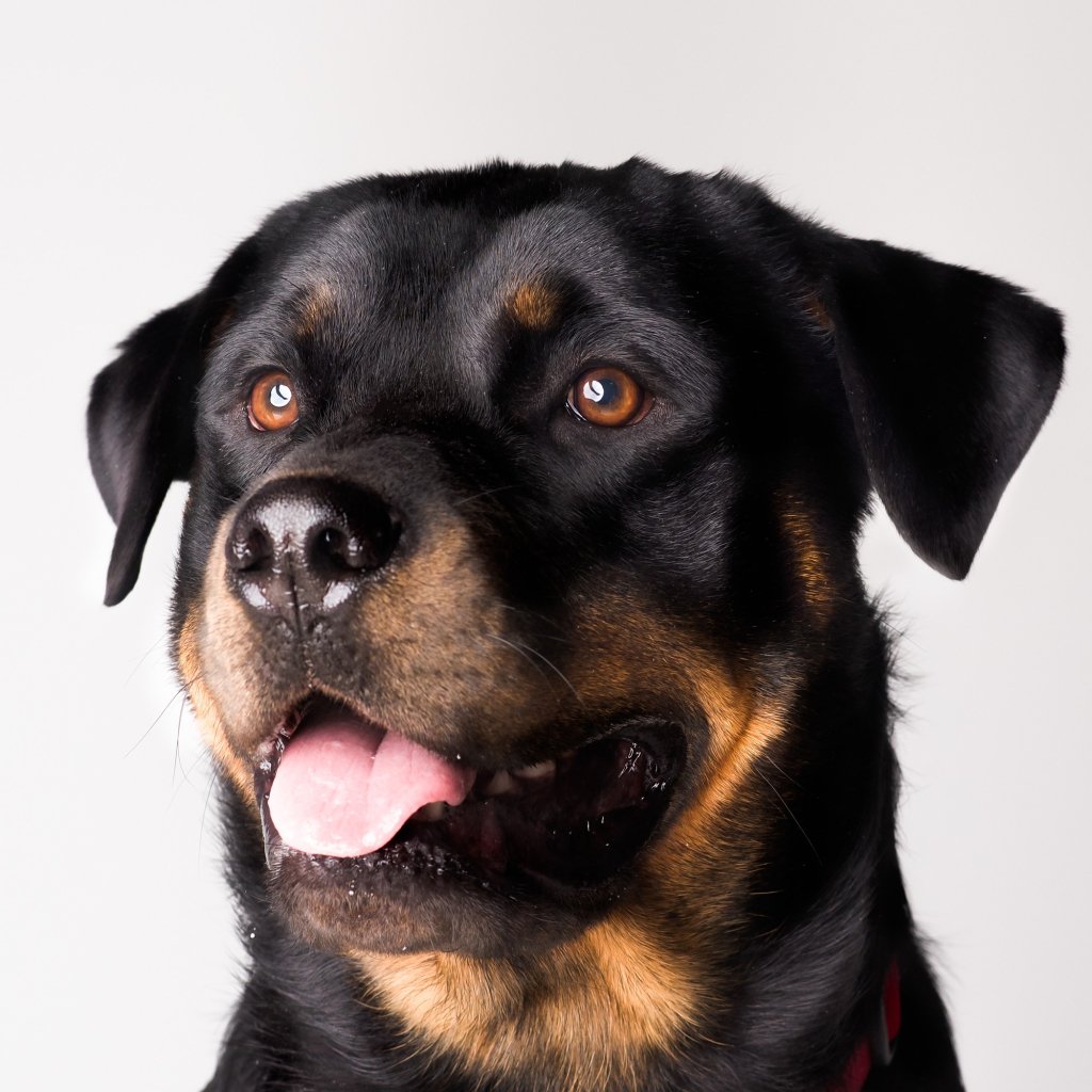 Custom Pet Portraits for a pet lover in your life