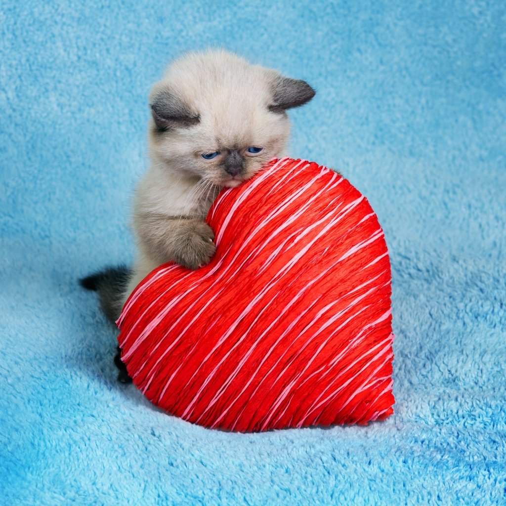 Custom Pet Pillow Checklist: Photo, Style and Placement