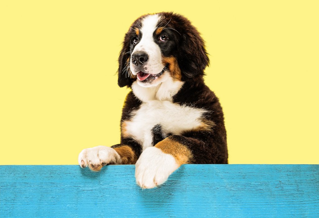 Pet Portrait Gift for a Friend: 7 Things to Check Before You Order