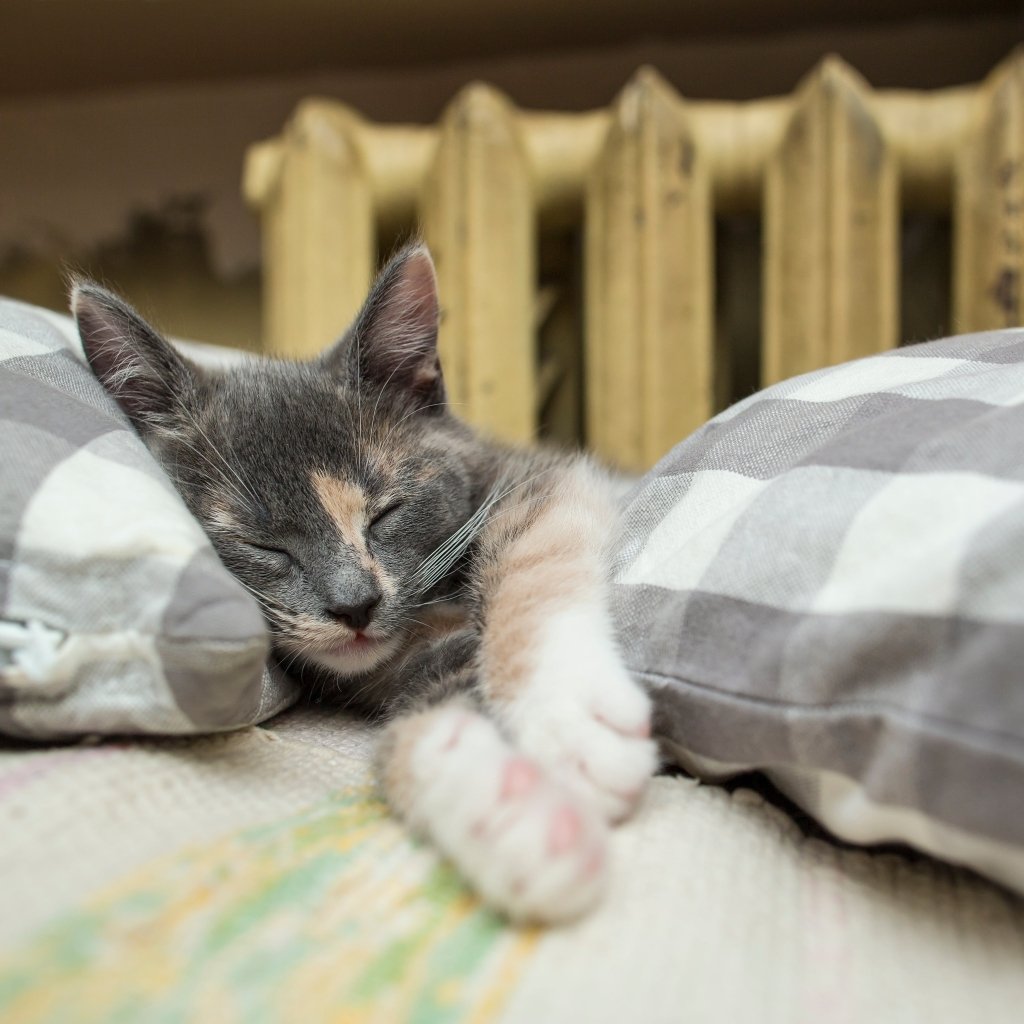 Personalised Pet Pillows as Gifts: When They Work Best