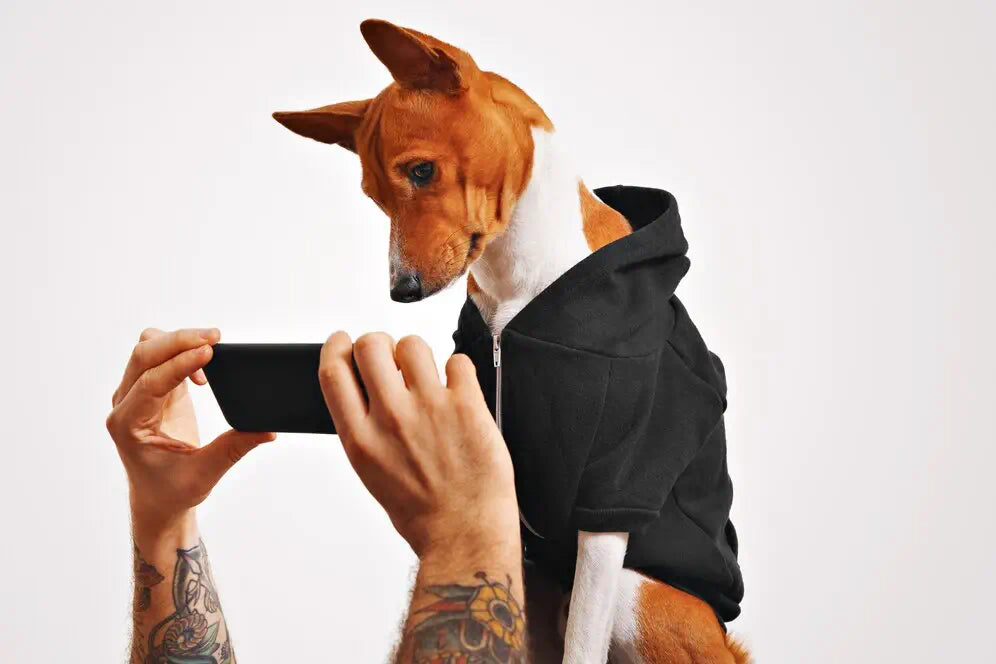 Can You Make a Pet Portrait From a WhatsApp Photo? UK Photo Quality Guide