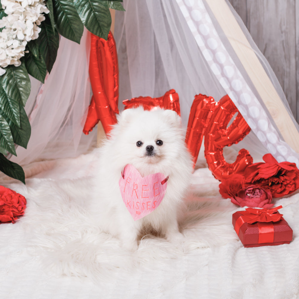 Valentine’s Day Gift for a Dog Mum or Cat Mum: Photo-Based Ideas
