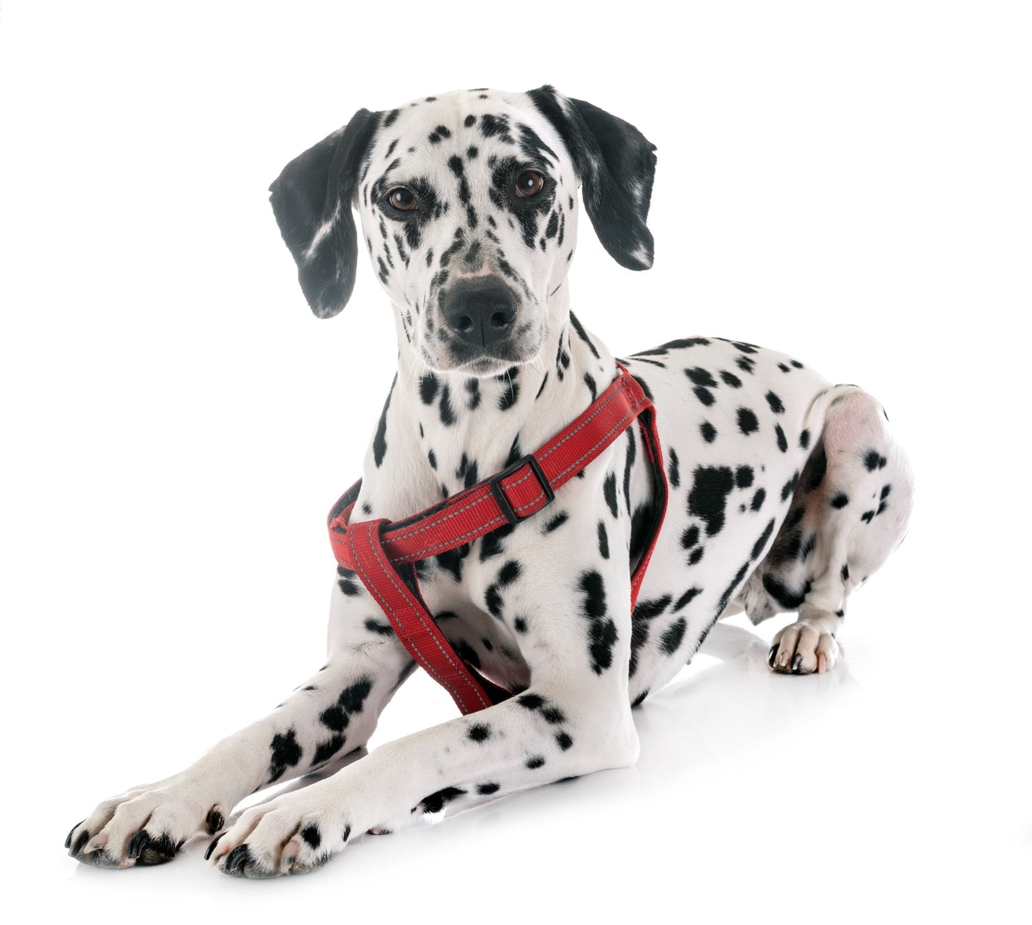 How to Photograph Brindle, Merle & Spotted Coats for a Pet Portrait