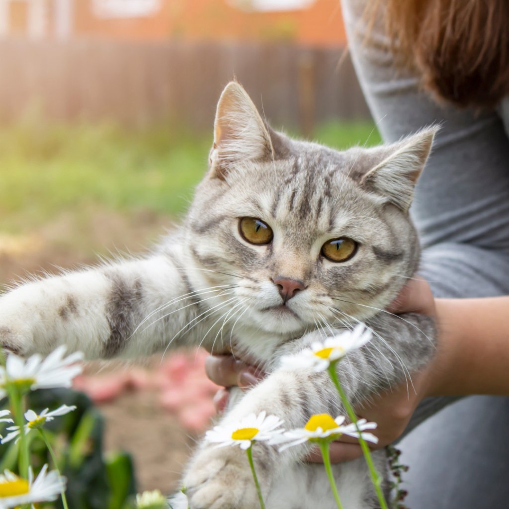 Decoding the Day-to-Day Thoughts of Cats