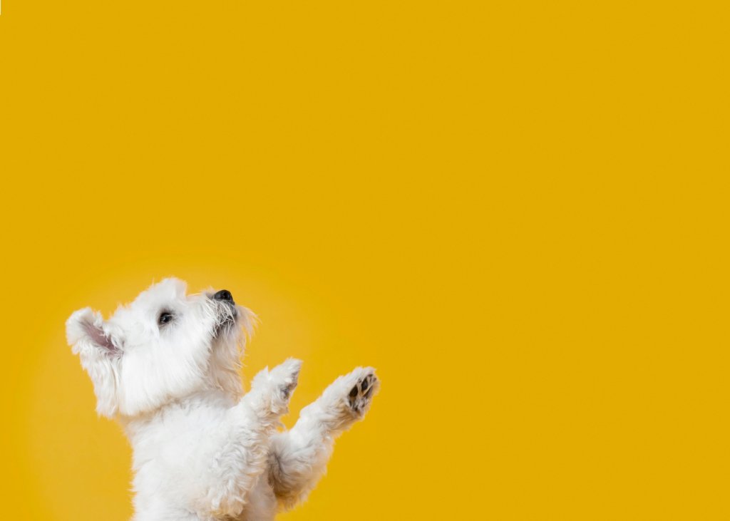 Discovering the ideal artist for your Pet portraits