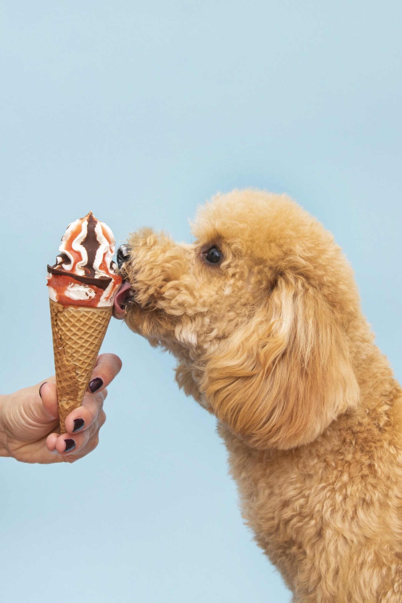 Do-It-Yourself Steps to Portrait Photography