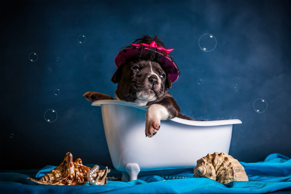 Wet or Dry Coat? Which Pet Photo Is Better for a Custom Portrait?