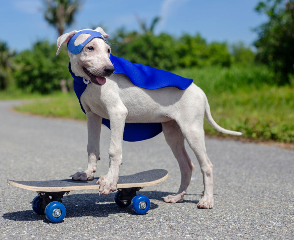 Halloween Pet Portrait: Keep the Photo Background or Remove It?