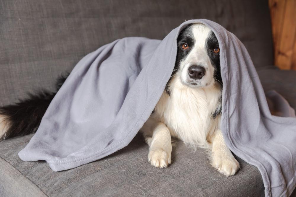 Dog Tips - Autumn and Winter