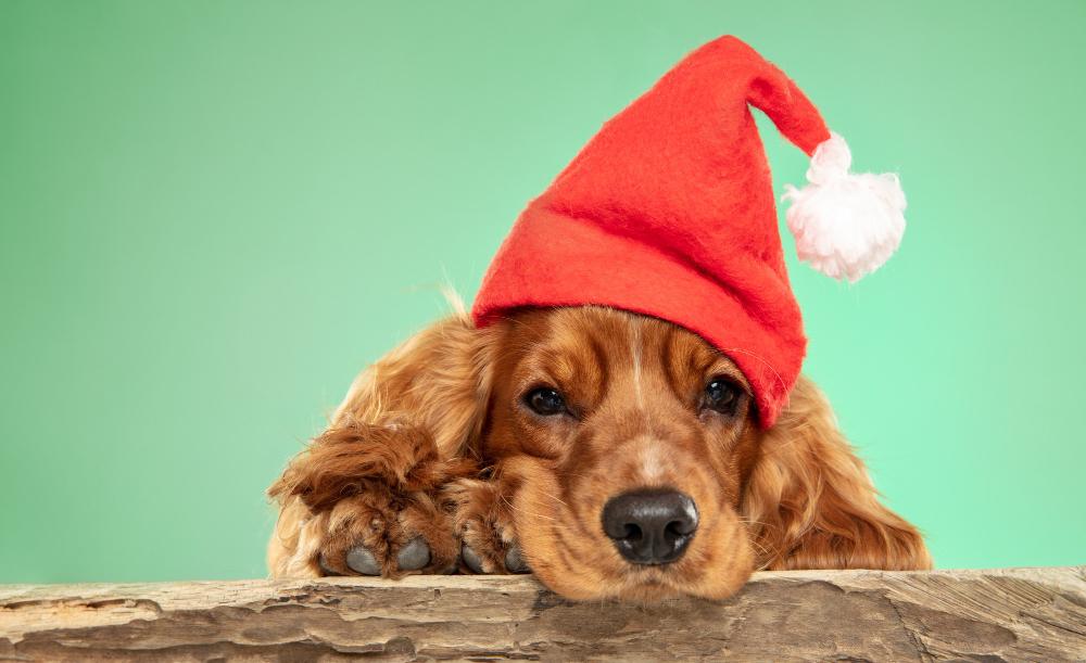 Dog Tips For Christmas