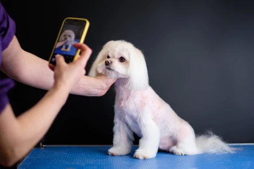 Dogs in Art: From Customized Paintings to Customized Portraits 