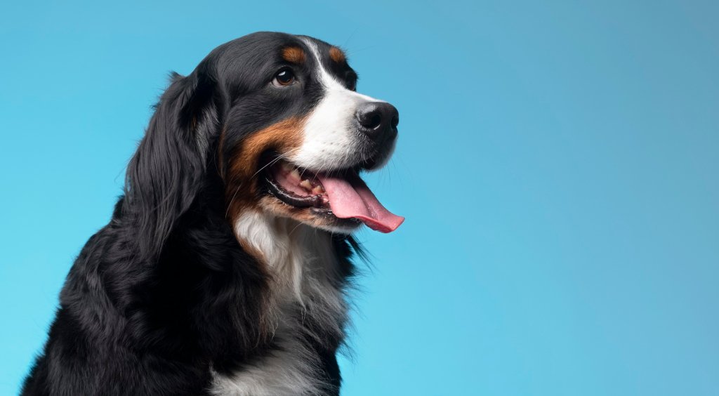 Enjoyable memory of your dog with hilarious Pet Portraits