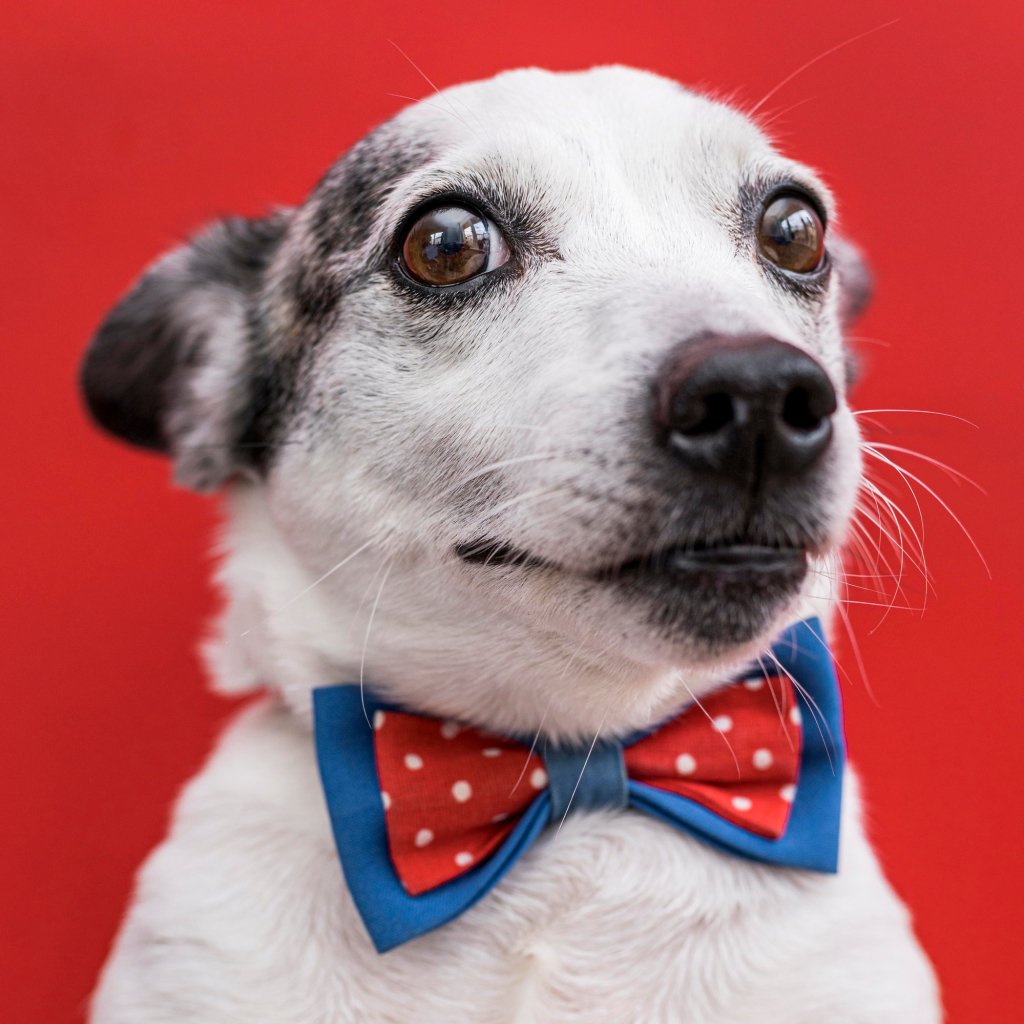 Best Photo for a Personalised Pet Blanket: 7 Simple Tips