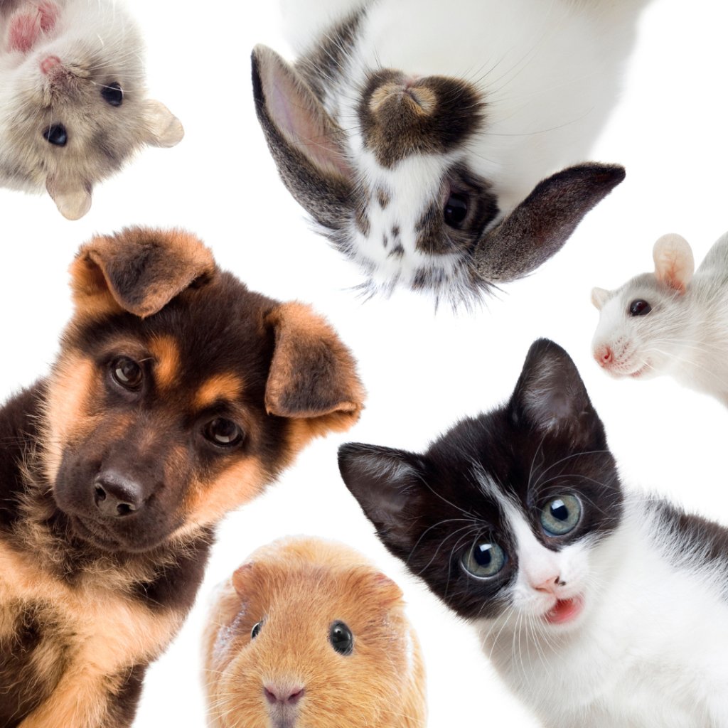 Finding the Perfect Match: Discovering the Easiest Pet to Take Care Of