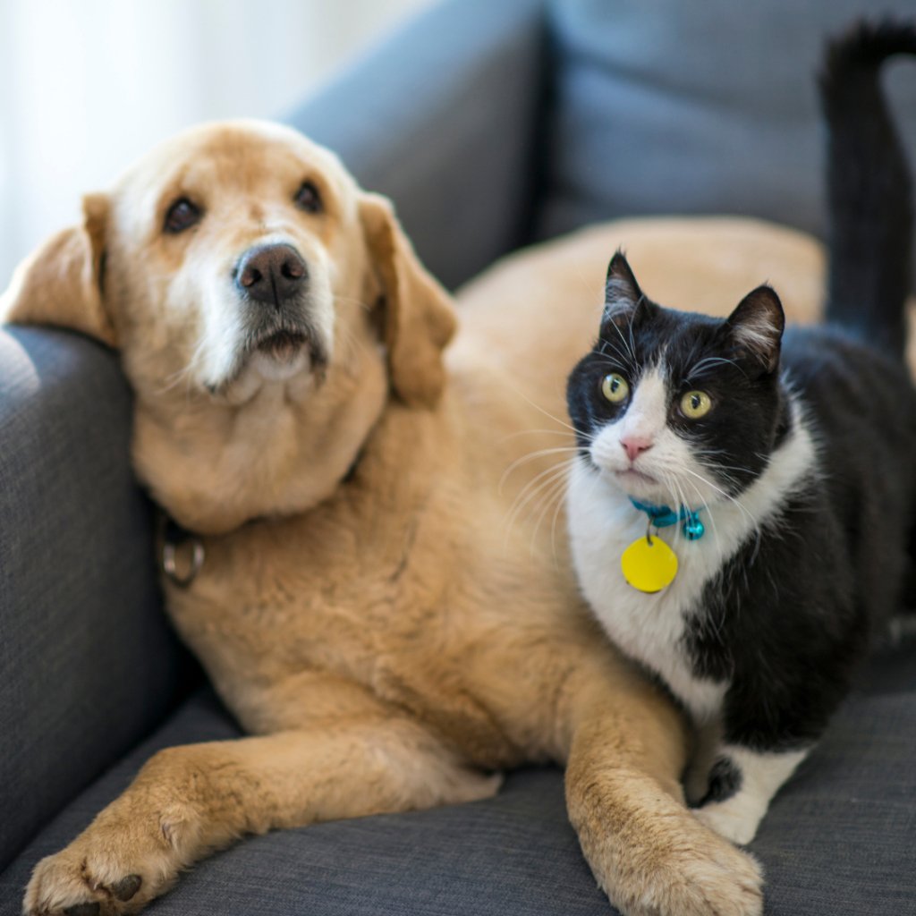 Forever in Our Hearts: Meaningful Pet Memorial Ideas to Honor Your Beloved Companion