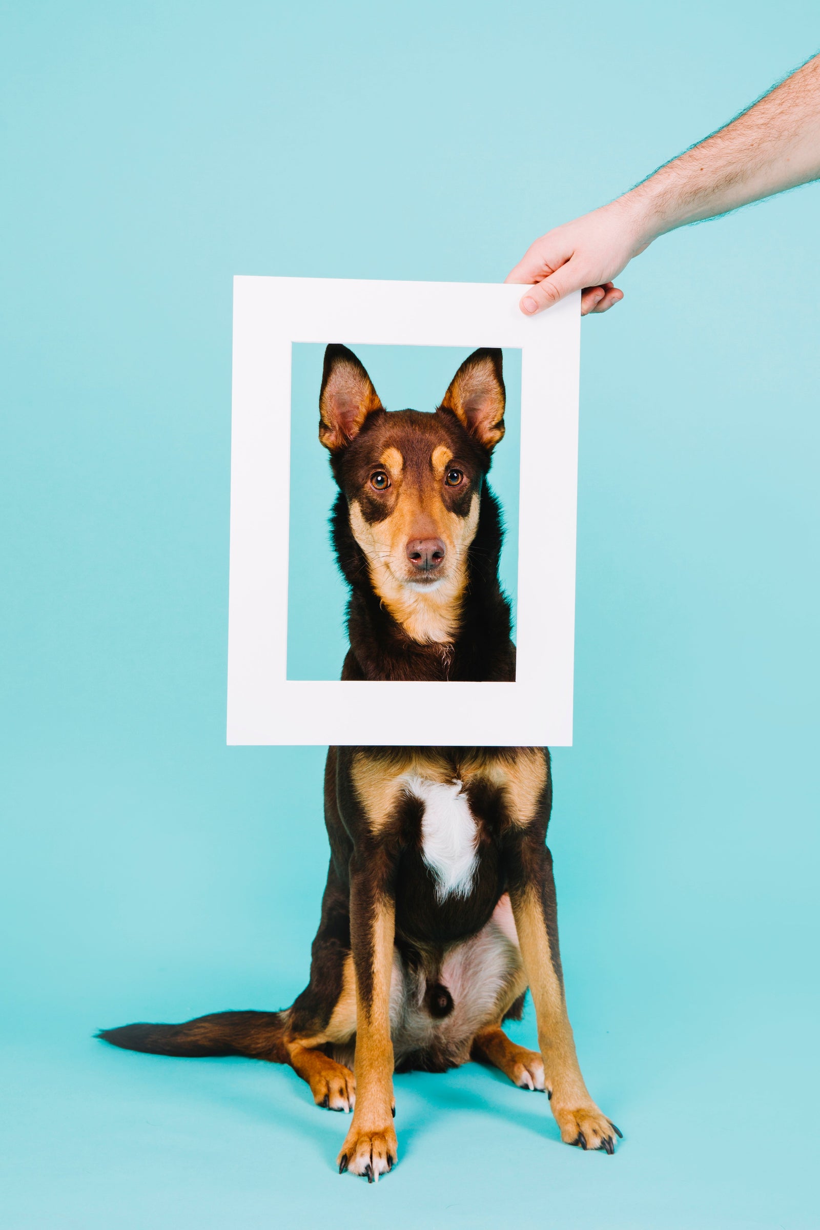Pet Memorial Portrait Cost UK: What Affects the Price?
