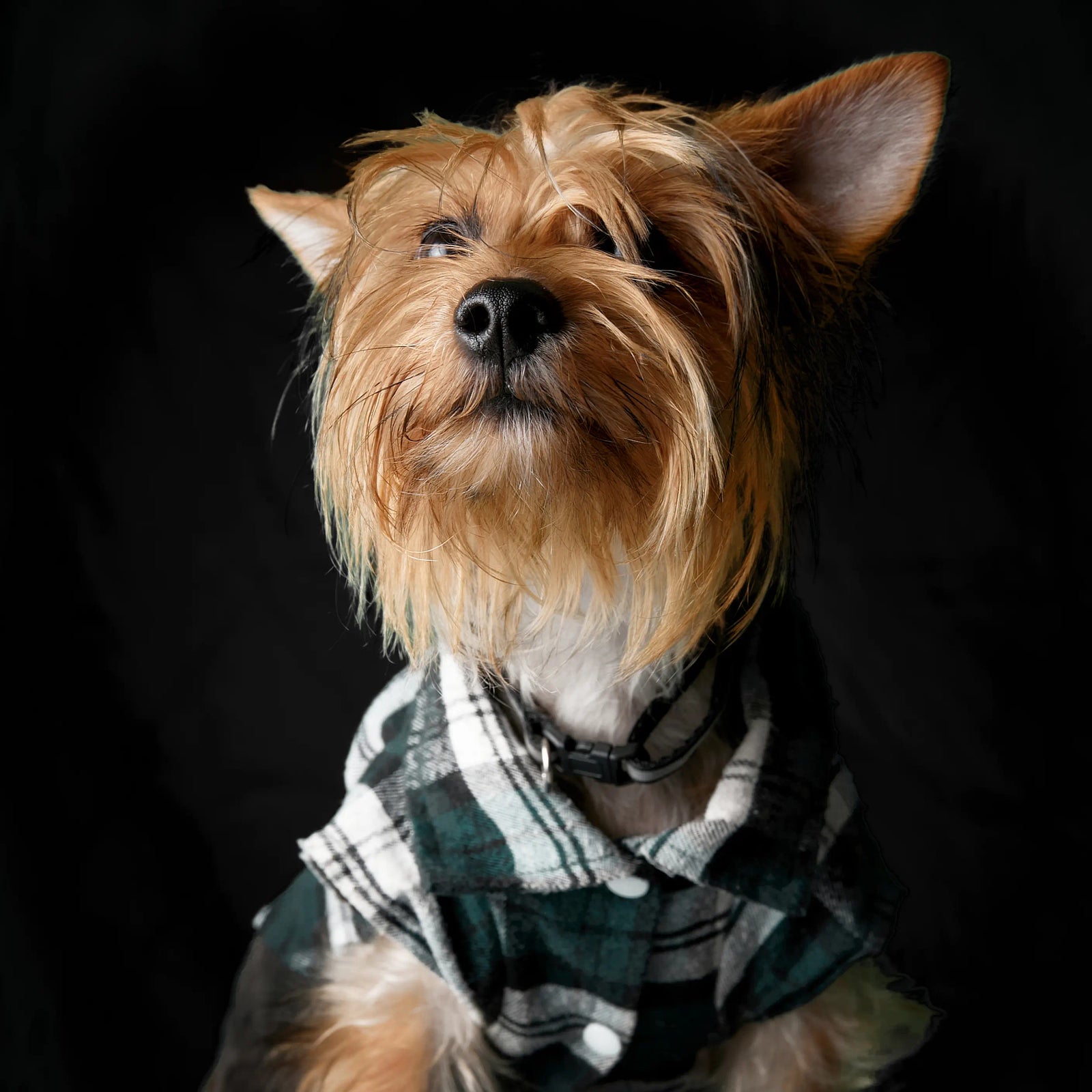 Best Photo for a Black Dog Portrait UK: How to Keep Fur Detail Visible